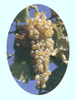 A grape