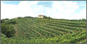 Collio wine district